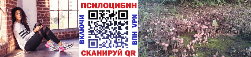 блэк спрут как войти  Первоуральск  Галлюциногенные грибы Cubensis 